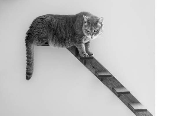 British shorthair cat trying to get down wall ladder