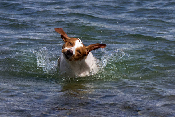 Brown white dog shaking itself in the water with lots of water splashes