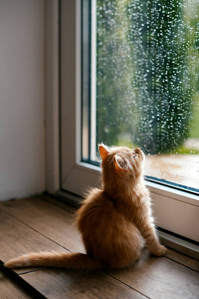 adorable kitten looking out the window, it's raining