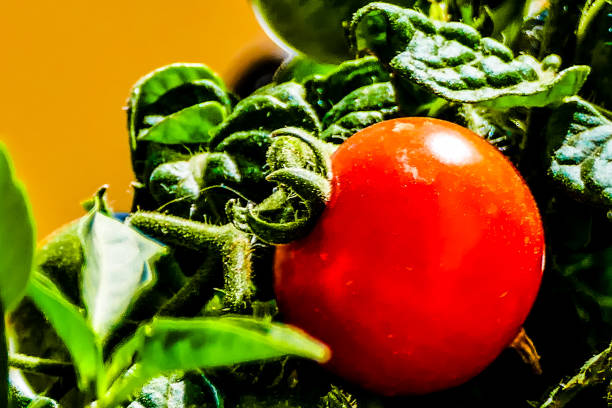 Tomatoes on the white background
