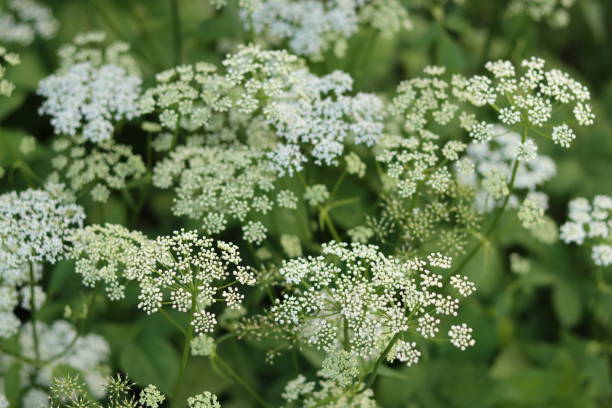 Masses of water hemlock growing next to a river