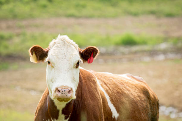 istock Simmental brood cow with bokeh background 2164670445