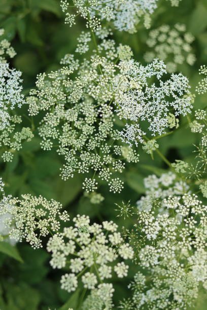 istock Masses of water hemlock growing next to a river 2164670450