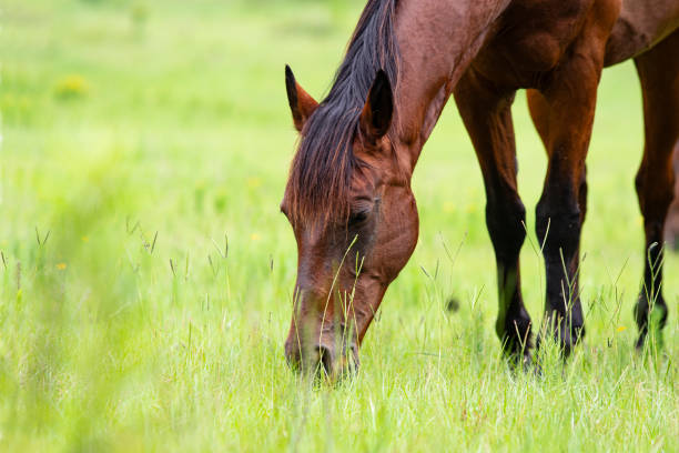 A red bay horse grazing in a springtime pasture with bokeh background and negative space for copy.