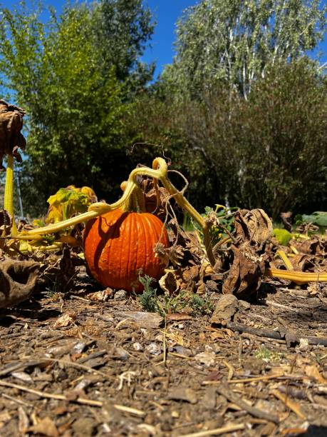 istock Pumpkin on the vine in the field on a sunny fall day 2164670495