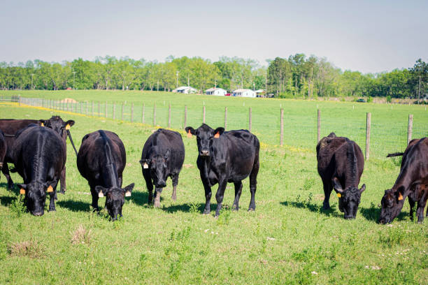 istock Angus cows in springtime pasture in Alabama 2164670561