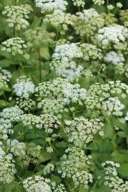 istock Masses of water hemlock growing next to a river 2164670571