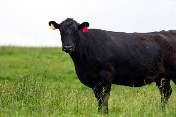istock Black Angus cow shedding in spring 2164671303