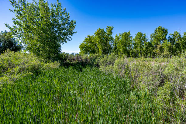 istock Cherry Creek State park Denver Colorado 2164671401
