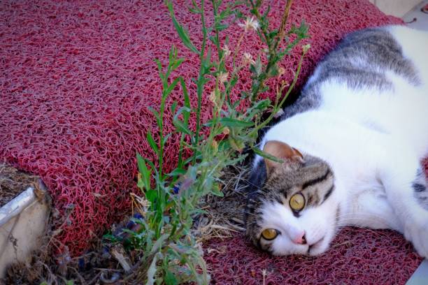 istock Enjoyable poses of a stray cat 2164672481