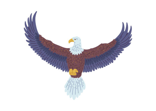 istock Bald Eagle flying vector icon, American eagle with white tail and head, wild bird of prey soaring, falcon or hawk 2164672539