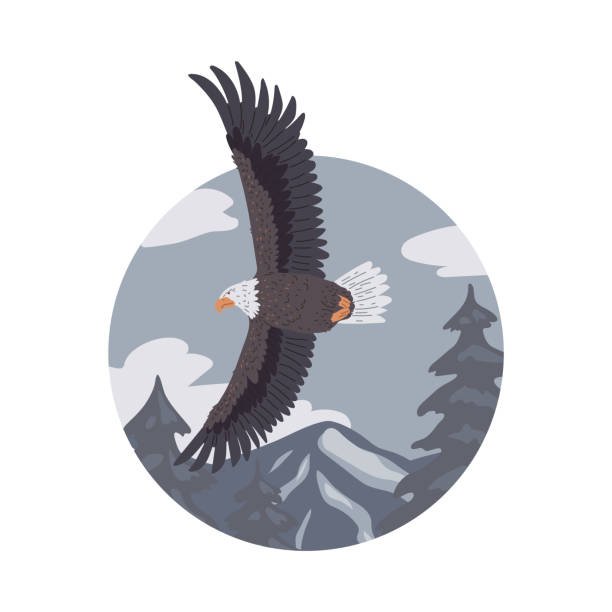istock Bald Eagle flying on mountains landscape, vector American eagle wild bird of prey soaring, falcon or hawk in round frame 2164672540