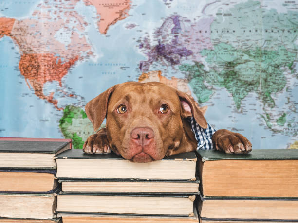 istock Cute puppy and old books. Studio shot 2164675404