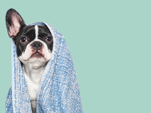 istock Cute puppy and blue towel. Studio shot 2164675433