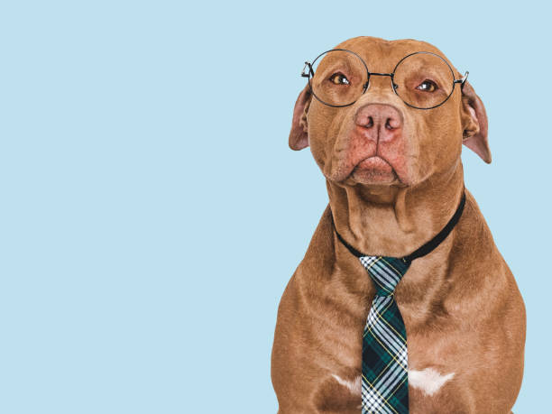 istock Cute dog, glasses and stylish tie. Studio shot 2164675445