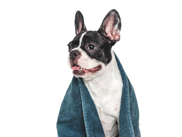istock Cute puppy and blue towel. Studio shot 2164675478