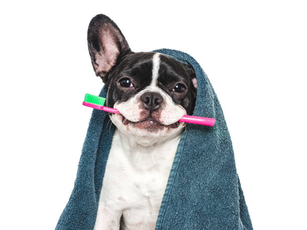 istock Cute puppy, towel and toothbrush. Studio shot 2164675488