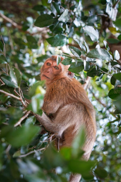 istock Lonely monkey sits on the tree in jungle and looking and looking straight to viewer. Monkey  lives in the rainforest of Thailand, close up. Vertical. 2164676388