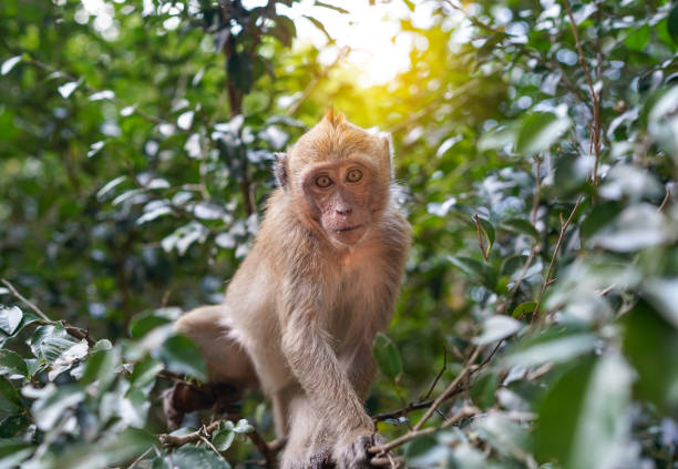 Lonely monkey sits on the tree in jungle and looking and looking straight to viewer with sunlight. Monkey  lives in the rainforest of Thailand, close up.