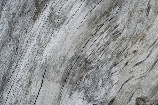 Empty black and white (light gray) grain wood natural wall plank for abstract seamless tree background with crack on texture. Spiral patterns, copy space for work, vintage wallpaper,close up.