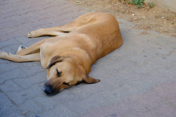 istock Stray stray dogs sleeping on the sidewalk 2164676801