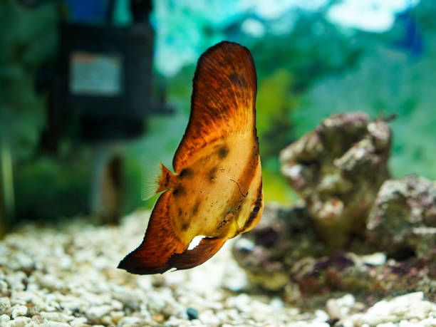 Orbicular batfish also known as the cooper batfish, circular batfish, round batfish, narrow-banded batfish or Orbic batfish (Platax orbicularis ) with blur rock background in aquarium tank. Side view. pez murciélago orbicular también conocido como pez murciélago cooper, pez murciélago circular, pez murciélago redondo, pez murciélago de banda estrecha o pez murciélago orbic (platax orbicularis ) con fondo de roca borroso en tanque de acuario. perf