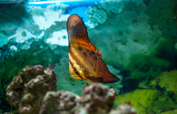 Orbicular batfish also known as the cooper batfish, circular batfish, round batfish, narrow-banded batfish or Orbic batfish (Platax orbicularis ) with blur rock background in aquarium tank. Side view. pez murciélago orbicular también conocido como pez murciélago cooper, pez murciélago circular, pez murciélago redondo, pez murciélago de banda estrecha o pez murciélago orbic (platax orbicularis ) con fondo de roca borroso en tanque de acuario. perf