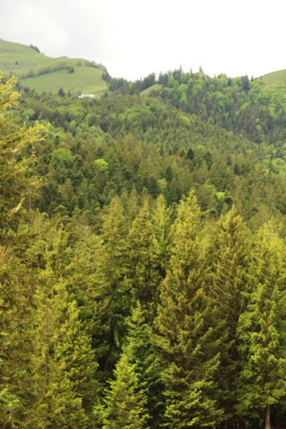 istock Verddant lush Forest in Bavaria 2164677025