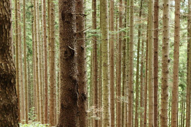 Pine tree trunk