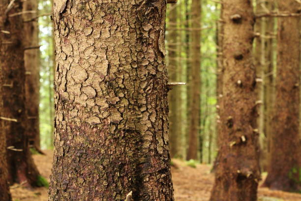 Close-up of tree trunks in a Bavarian forest, highlighting the intricate details of their bark. The texture and patterns of the bark are showcased against the lush forest backdrop.