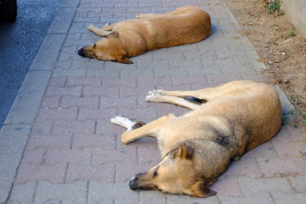 Two stray stray dogs are napping on the sidewalk. Brown stray dogs are resting in the shade to protect themselves from the sun. Homeless stray animals.