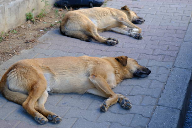 Two stray stray dogs are napping on the sidewalk. Brown stray dogs are resting in the shade to protect themselves from the sun. Homeless stray animals.