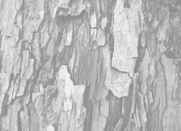 Pattern of dried old grey bark wood in Thailand.Cracked wood texture big tree surface.Template for design.Abstract natural background.Space for work.Banner.Wallpaper.Close up.