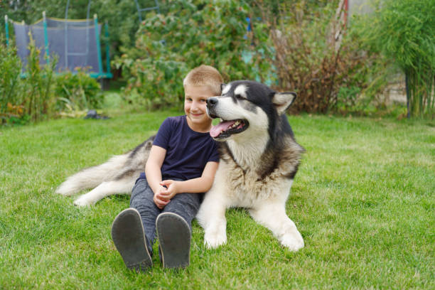 istock A boy with a dog on a green grass meadow 2164678968