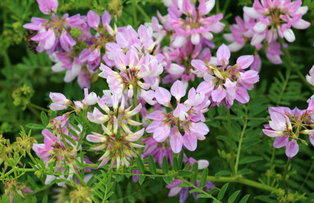 istock In nature, Securigera varia grows in herbs 2164679270