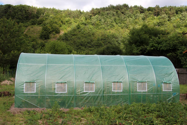 istock Greenhouse in the garden 2164679940