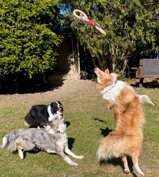 istock Dog jumping to catch toy 2164680387