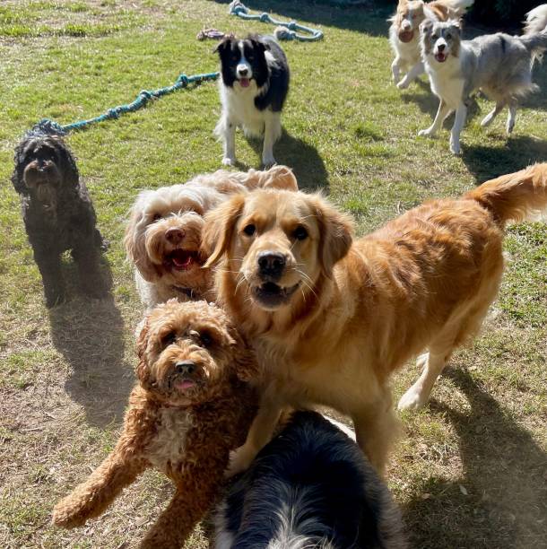 istock Happy Excited dogs together 2164680588