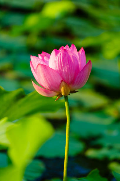 Being marked by its delicate, symmetrical form and charming colors, the lotus flower is also remembered by its meanings and symbolism in many cultures. Its elegant form and symbolic richness have inspired countless artists, poets, and calligraphers for centuries, which is definitely the representative of Chinese beauty.