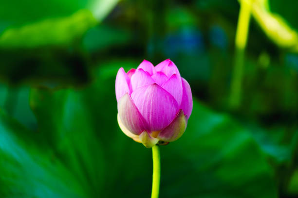 Being marked by its delicate, symmetrical form and charming colors, the lotus flower is also remembered by its meanings and symbolism in many cultures. Its elegant form and symbolic richness have inspired countless artists, poets, and calligraphers for centuries, which is definitely the representative of Chinese beauty.