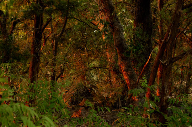 Sun setting upon the trees in a Texas forest