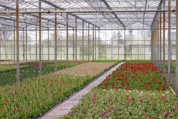 istock Dutch horticultural greenhouse with geraniums. 2164684736
