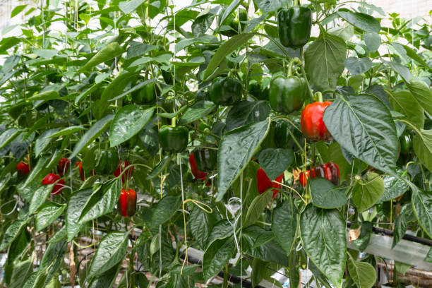 istock Dutch horticultural greenhouse with red bell peppers. 2164685313