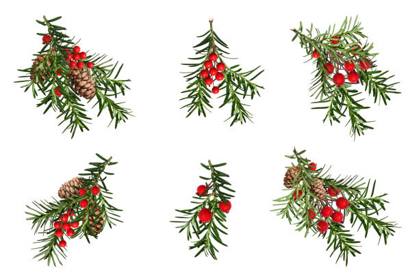 Set of coniferous branches with cones and artificial red berries isolated on a white background.