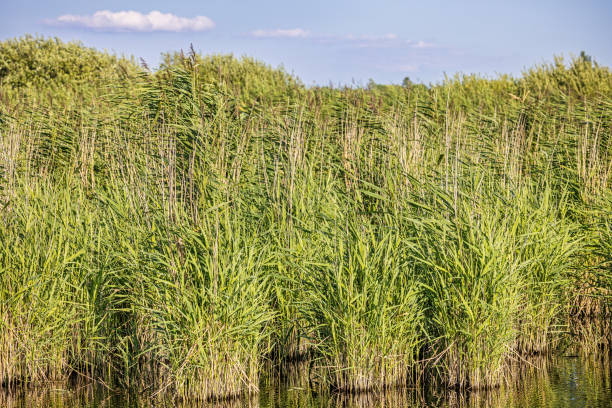 Common reed, Phragmites australis in a small lake on Kalvebod Commons - Kalvebod Fælled - which is a large green area almost in the middle of Copenhagen. The reeds are harvested every winter to be used for thatching old houses