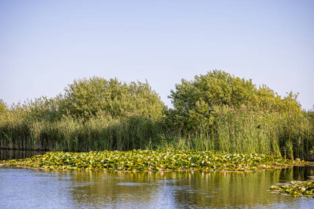 Water lilies and small willow trees at a small lake a small lake on Kalvebod Commons - Kalvebod Fælled - which is a large green area almost in the middle of Copenhagen. The reeds are harvested every winter to be used for thatching old houses