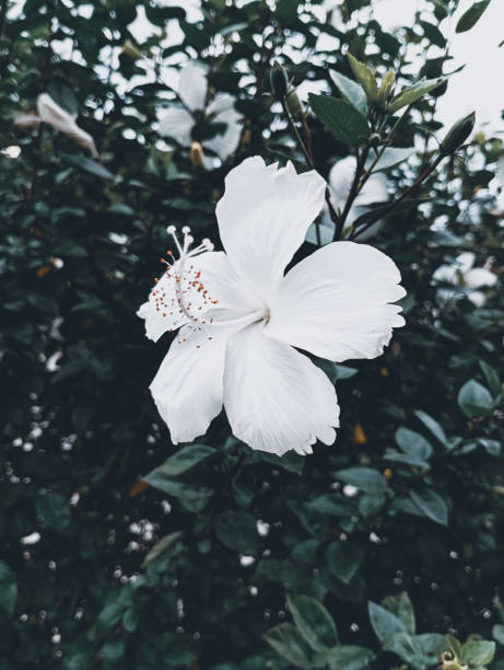 Daisy flowers in natural environment
