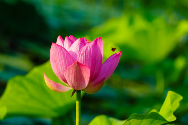 Being marked by its delicate, symmetrical form and charming colors, the lotus flower is also remembered by its meanings and symbolism in many cultures. Its elegant form and symbolic richness have inspired countless artists, poets, and calligraphers for centuries, which is definitely the representative of Chinese beauty.