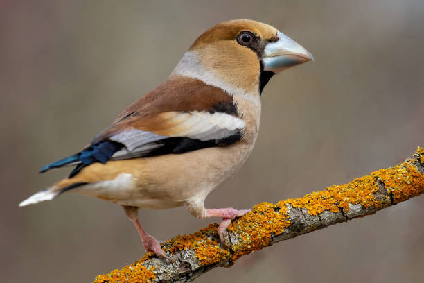istock Hawfinch Coccothraustes coccothraustes. A songbird sits on a tree stick 2164697280