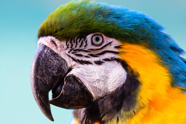 istock Blue and Yellow Macaw Ara ararauna. Closeup 2164697282